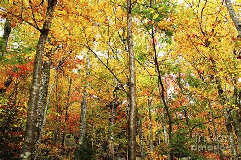 Fall Foliage on the Hike up Mount Monadnock New Hampshire Photograph by ...