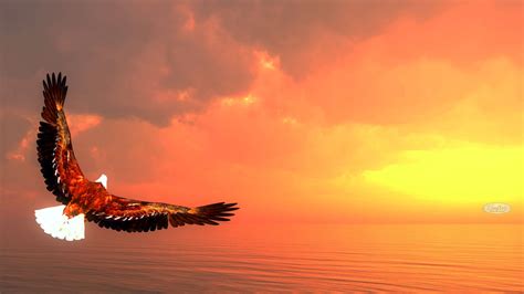 Sunset Eagle Wallpapers - 4k, HD Sunset Eagle Backgrounds on WallpaperBat