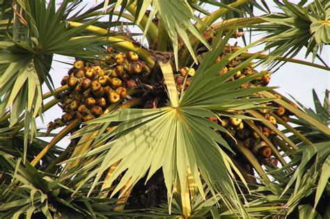 Trees and Plants: Cambodian Sugar Palm Tree