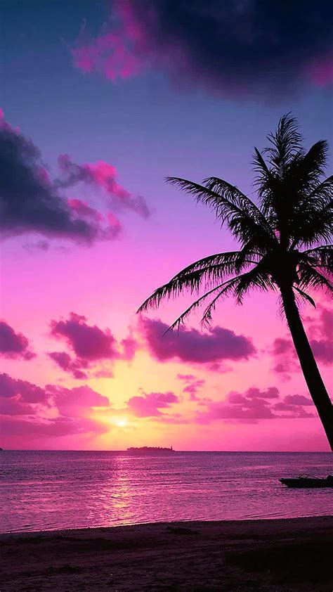 1080P free download | Tropical pink sunset, palm trees, pink, sunset ...