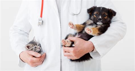 Skin allergies, ear infections continue to top common conditions that prompt veterinary visits