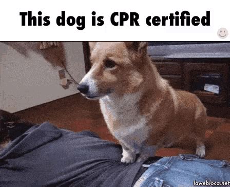 Cpr On Dog Gifs