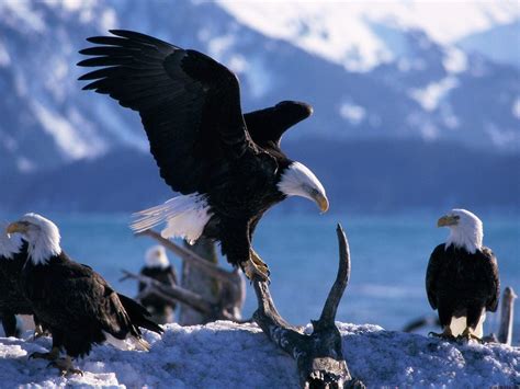 Bald Eagle Wallpapers - Wallpaper Cave