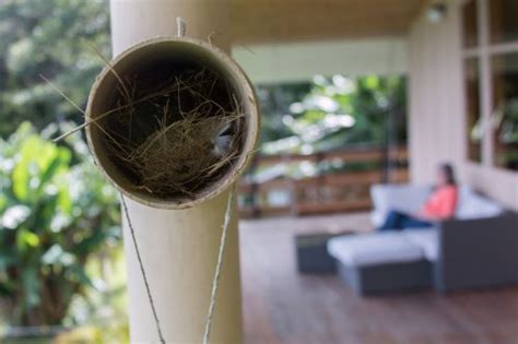 Great Kiskadee Nest In Monteverde, Costa Rica | Celebrate Urban Birds