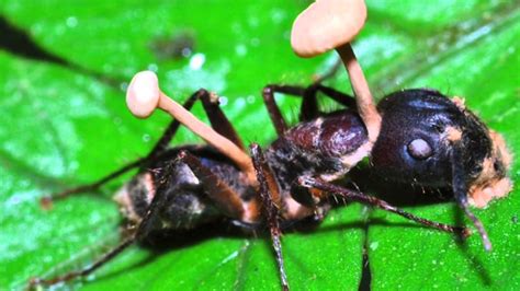 Trabalho de biologia - Fungo Ophiocordyceps Unilateralis - YouTube