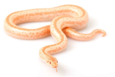 Most Popular Rosy Boa Morphs - Embora Pets