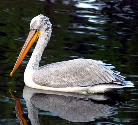 Dalmatian Pelican – "OCEAN TREASURES" Memorial Library