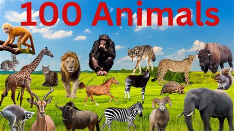 100 Animal Names Everyone Should Know || 100 Essential Animal Names - YouTube