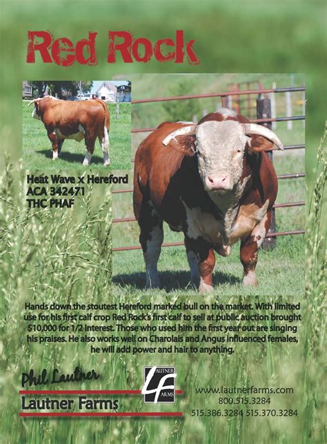 Red Rock – Handsdown the stoutest Hereford marked bull on the market ...