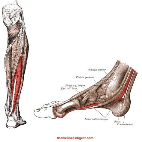 Extensor Digitorum Longus Muscle Anatomy: Origin, Insertion, Action ...