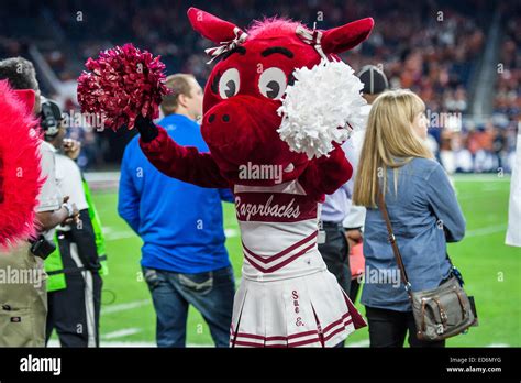 University of arkansas mascot hi-res stock photography and images - Alamy