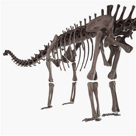 Diplodocus skeleton 3D - TurboSquid 1165511