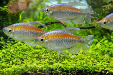 Rainbow Tetra (Nematobrycon lacortei): Ultimate Care Guide - Fish Laboratory