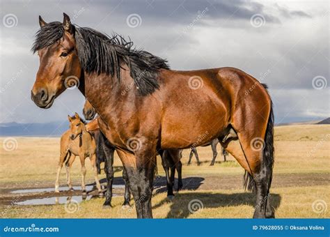 Wildlife Altai. Wild Brown Horses Grazing in the Steppe Day Stock Image - Image of herd, outdoor ...