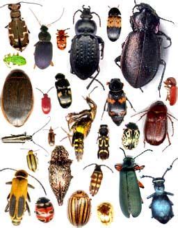 Guide d'identification d'insectes du Québec | Unusual animals, Animals, Insects