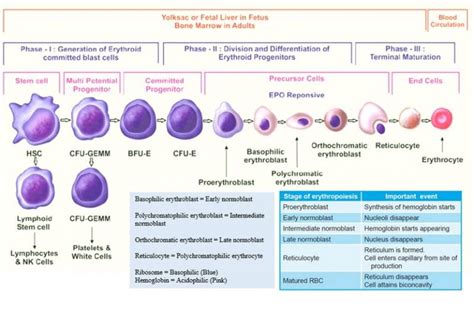 Erythropoiesis Simplified | Epomedicine