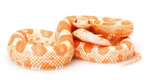 Albino Corn Snake - The Amelanistic Corn Snake Gene Explained