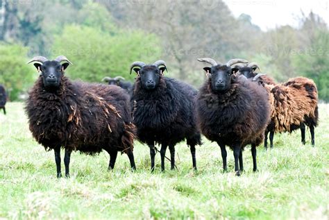 Hebridean sheep 843761 Stock Photo at Vecteezy