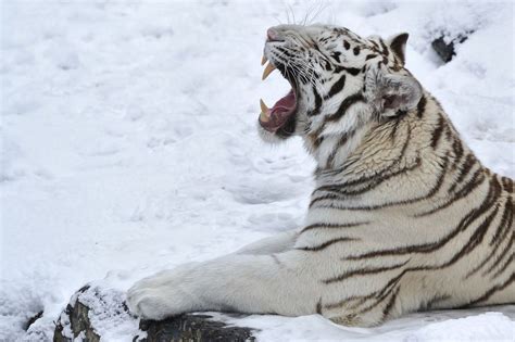 White Tiger Roar | White tiger, Snow tiger, Pet tiger