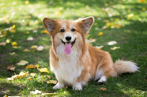 16+ Long Haired Corgis - BabberPrisha