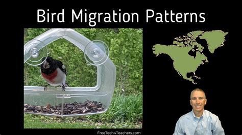 Teachersfly | DIY Maps of Bird Migration Patterns