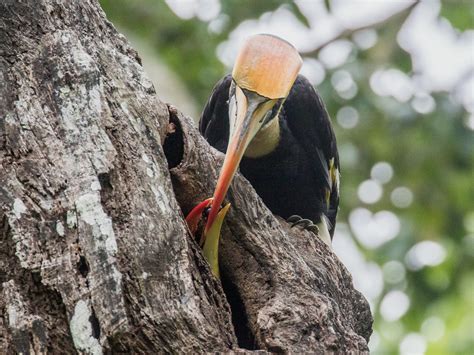 Great Hornbill - eBird