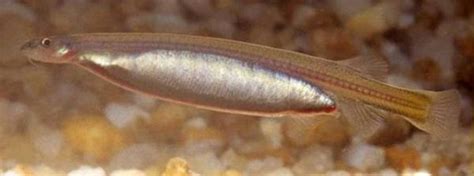 5 Facts About Candiru Fish, nicknamed the Brazilian vampire who loves the smell of human urine ...