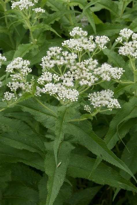 Eupatorium perfoliatum (Asteraceae) image 26863 at