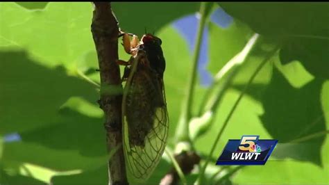 Cicadas begin to emerge in some Cincinnati neighborhoods