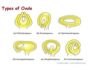 Structure & Types of ovule | PPT