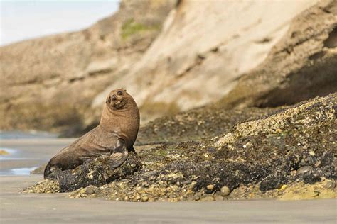 About Fur Seals