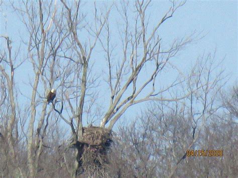 Bald Eagle nesting update April 29, 2020 | Friends of the Montezuma ...