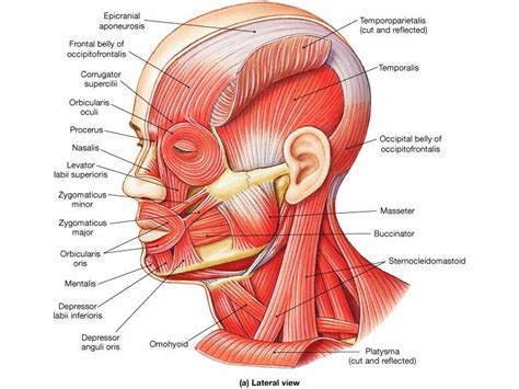 eye muscles face - Google Search Human Muscle Anatomy, Human Anatomy ...