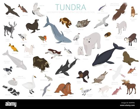 Tundra biome. Isometric 3d style. Terrestrial ecosystem world map. Arctic animals, birds, fish ...