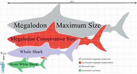 Carcharodon Megalodon Maximum