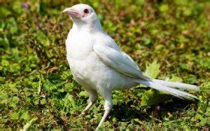 Albino magpie | Animals Zone