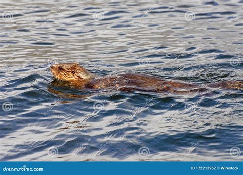 North American River Otter Swimming in the Water Stock Photo - Image of ...