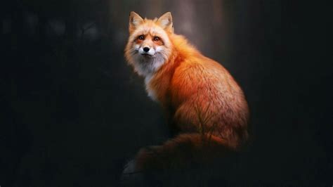 Fox Wallpapers - Top Free Fox Backgrounds - WallpaperAccess