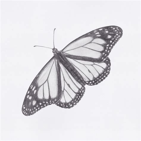 Drawings Butterfly Simple at Jeremy Mitchell blog