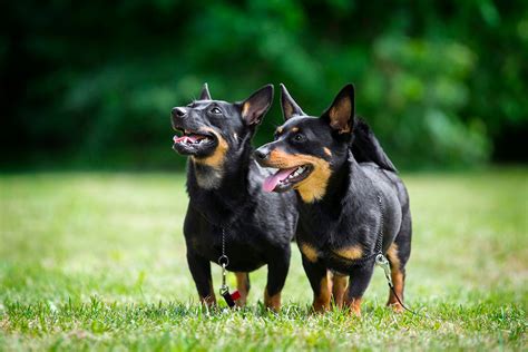 Raza Lancashire Heeler - Características, temperamento y cuidados