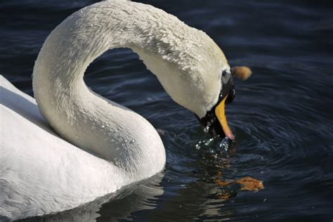 Swan eating bread | A swan eating bread on North Cray Lake | Rupert Brun | Flickr