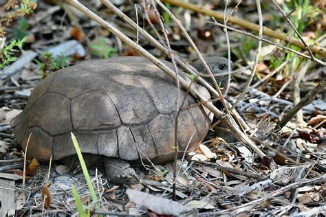 Gopher Tortoise