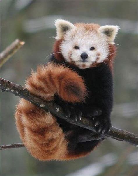 Red Panda, Eastern Himalayas Rare Animals, Animals And Pets, Funny Animals, Strange Animals ...