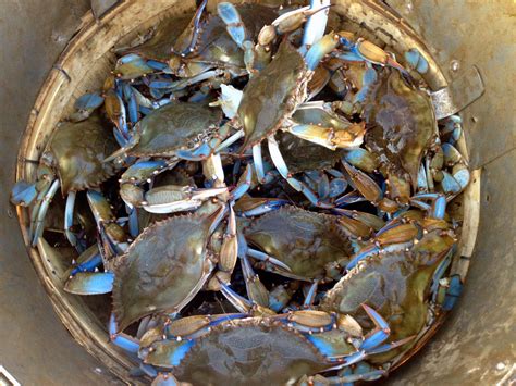 Blue crab numbers climbed slightly this year from a near-catastrophic ...