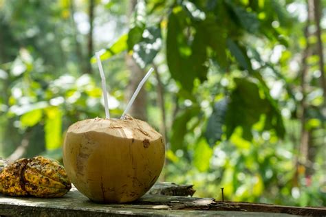 Young Coconut: Information, Nutrition, Benefits & Uses - T&L Coconut