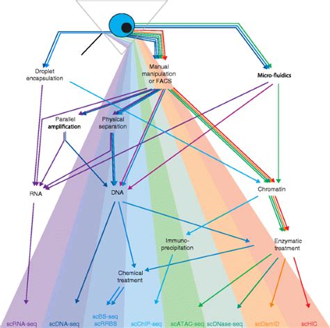 Single-cell epigenomics: powerful new methods for understanding gene regulation and cell ...