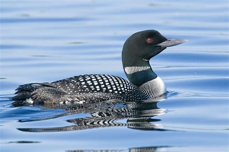 10 amazing facts about loons | Cottage Life