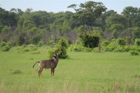 Hwange wildlife, Zimbabwe | Flickr