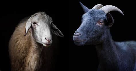 Sheep vs Goat Comparison (difference between a sheep and goat)