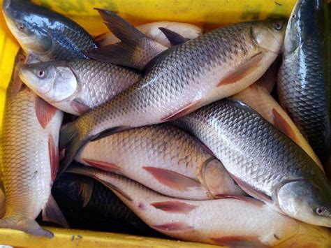 Rohu fish live, Packaging Type : Carton Box, Feature : Good For Health at Rs 1.10 Lakh / 110 ...